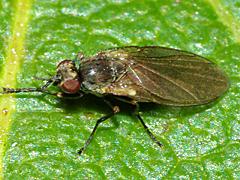 Leaf Miner Fly